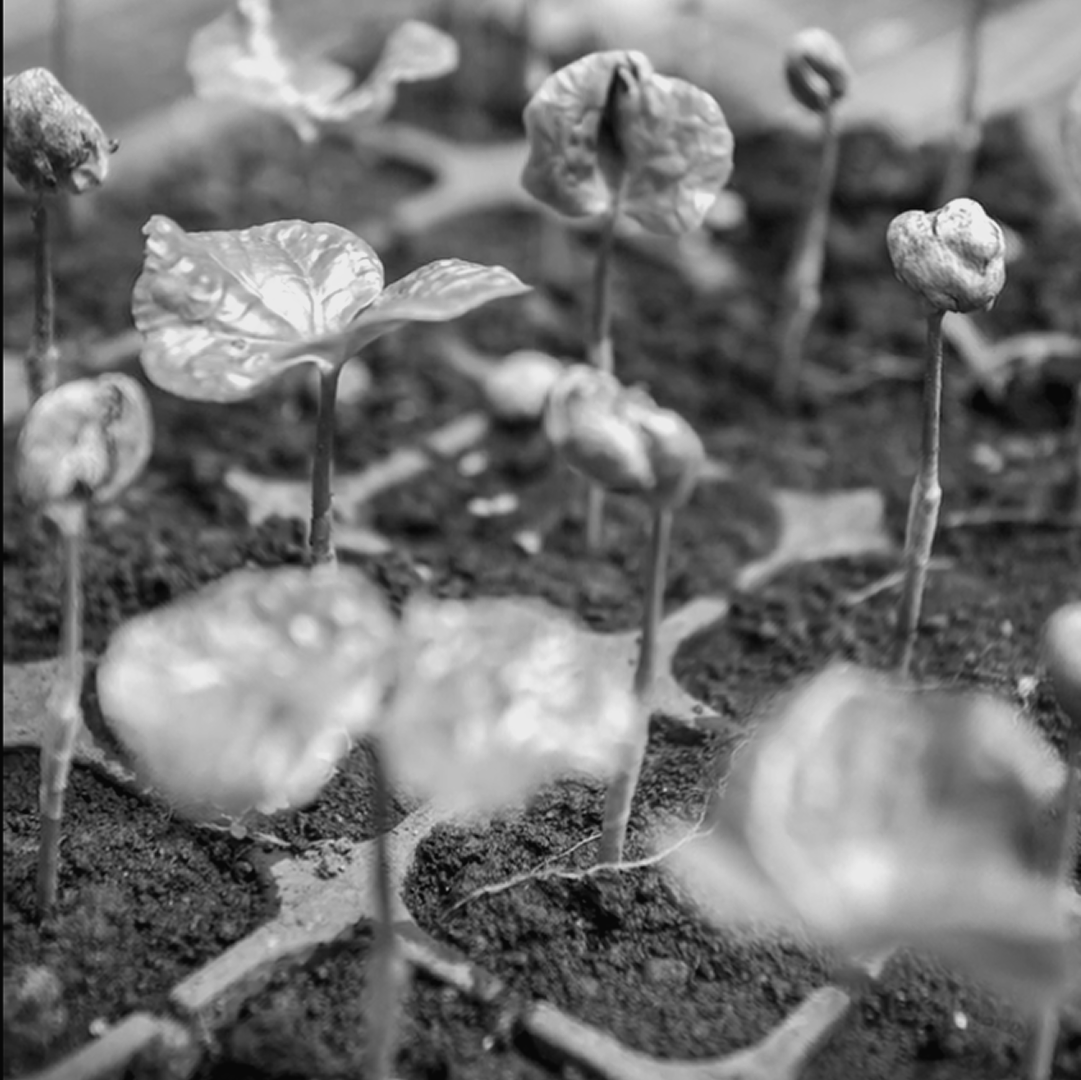 ¿CUÁL ES LA EVOLUCIÓN DE UNA PLANTA DE CAFÉ?