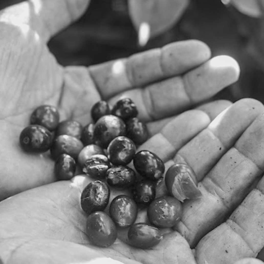 SABIES QUE EL CAFÈ VE D'UNA FRUITA?