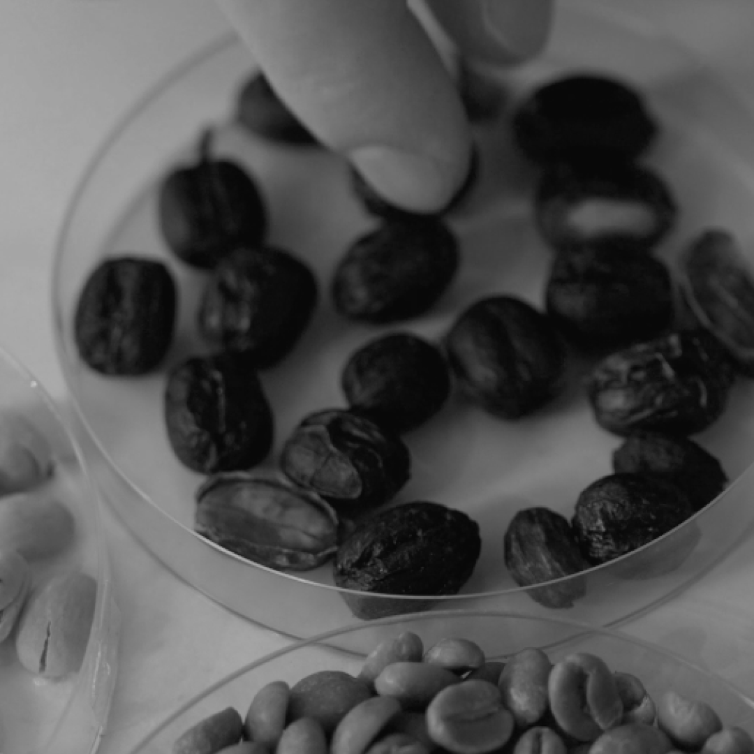 Saps quines són les parts d'una cirera de cafè i perquè és important per processar-lo?
