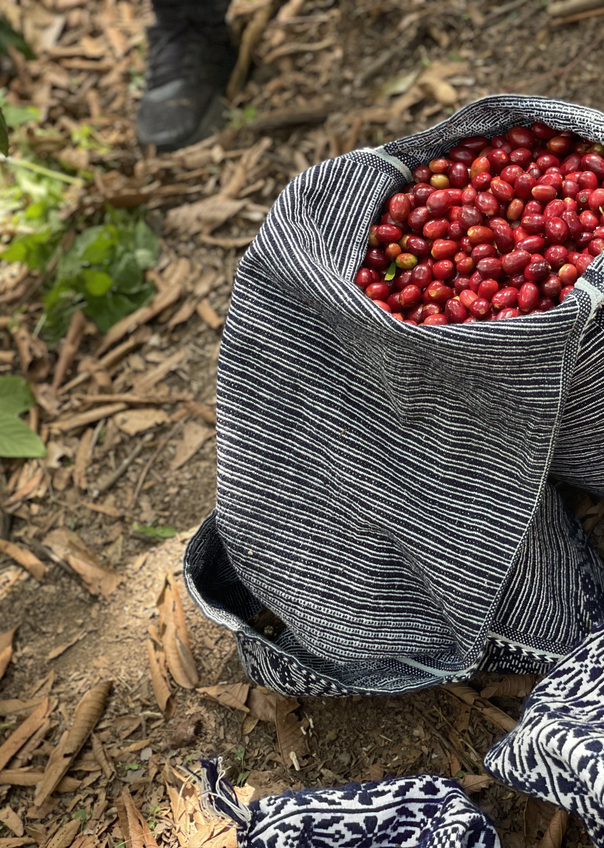 Nomad Coffee