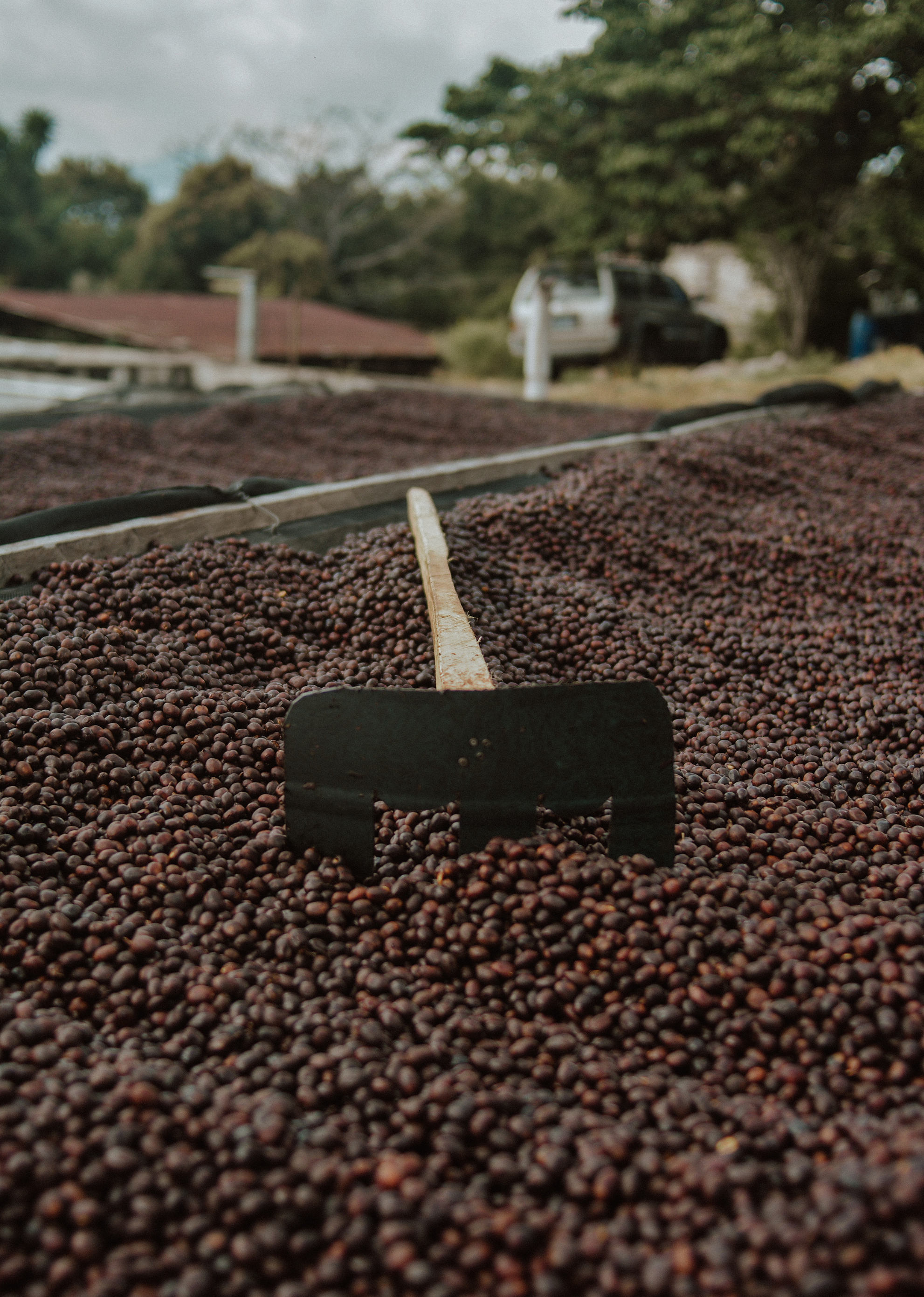 Nomad Coffee
