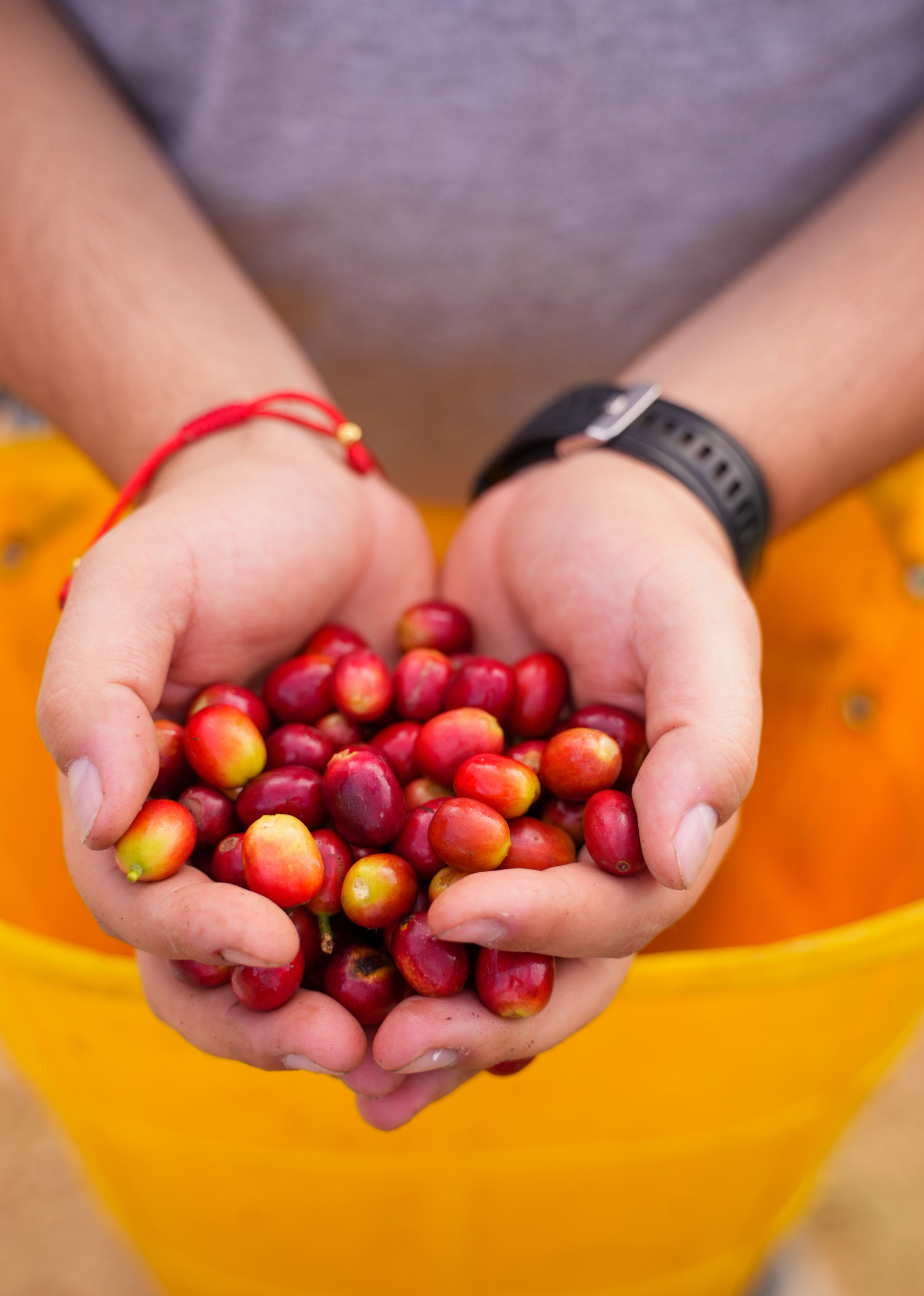 Specialty Coffee - Sidra Las Flores - NOMAD COFFEE