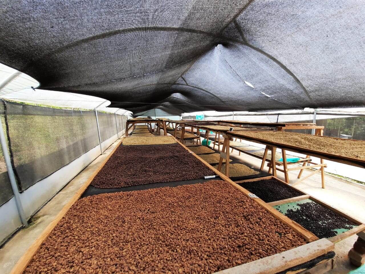Nomad Coffee, café de especialidad, ECUADOR  LA FLORIDA CATUCAI AMARILLO