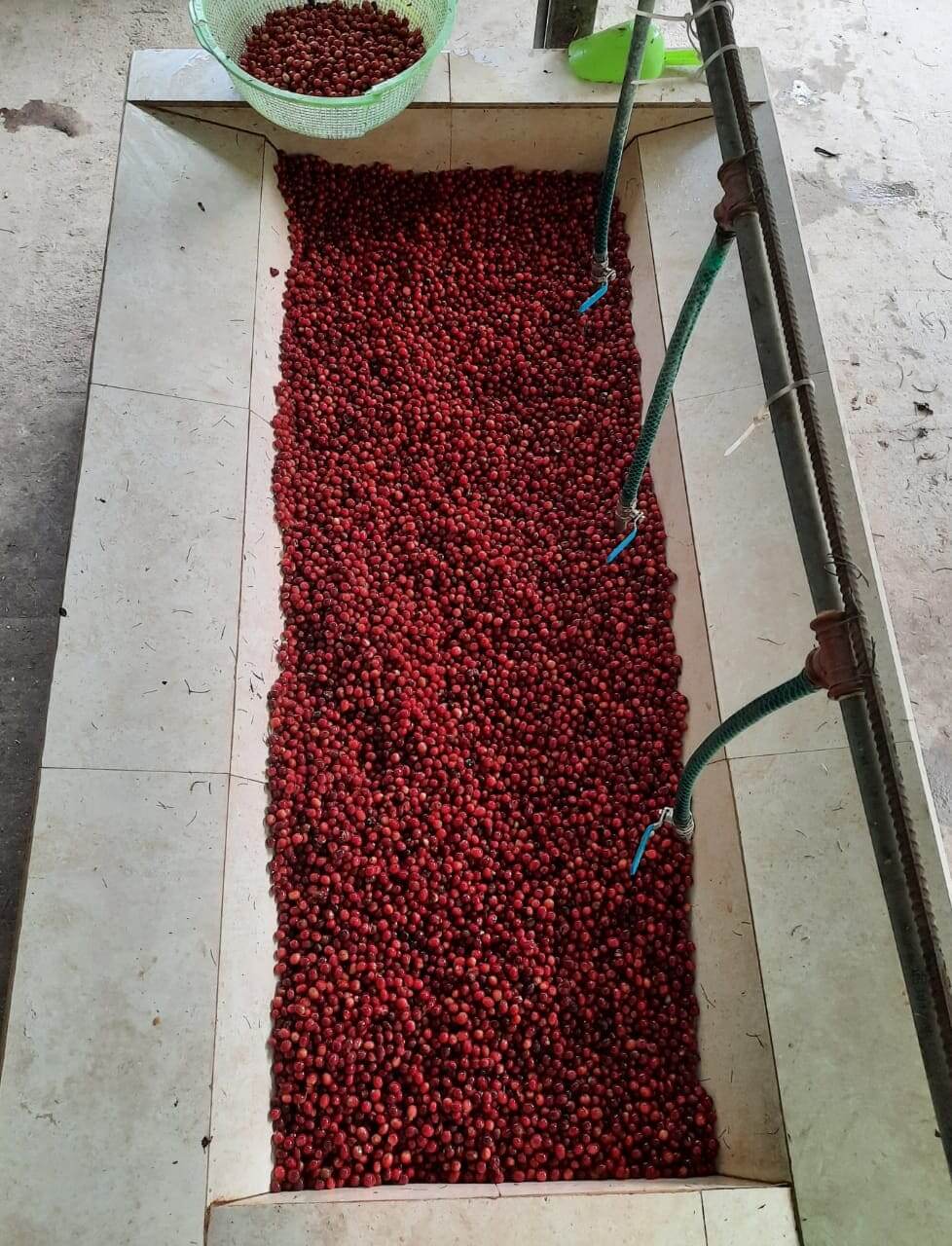 Nomad Coffee, café de especialidad, ECUADOR  LA FLORIDA TYPICA MEJORADO
