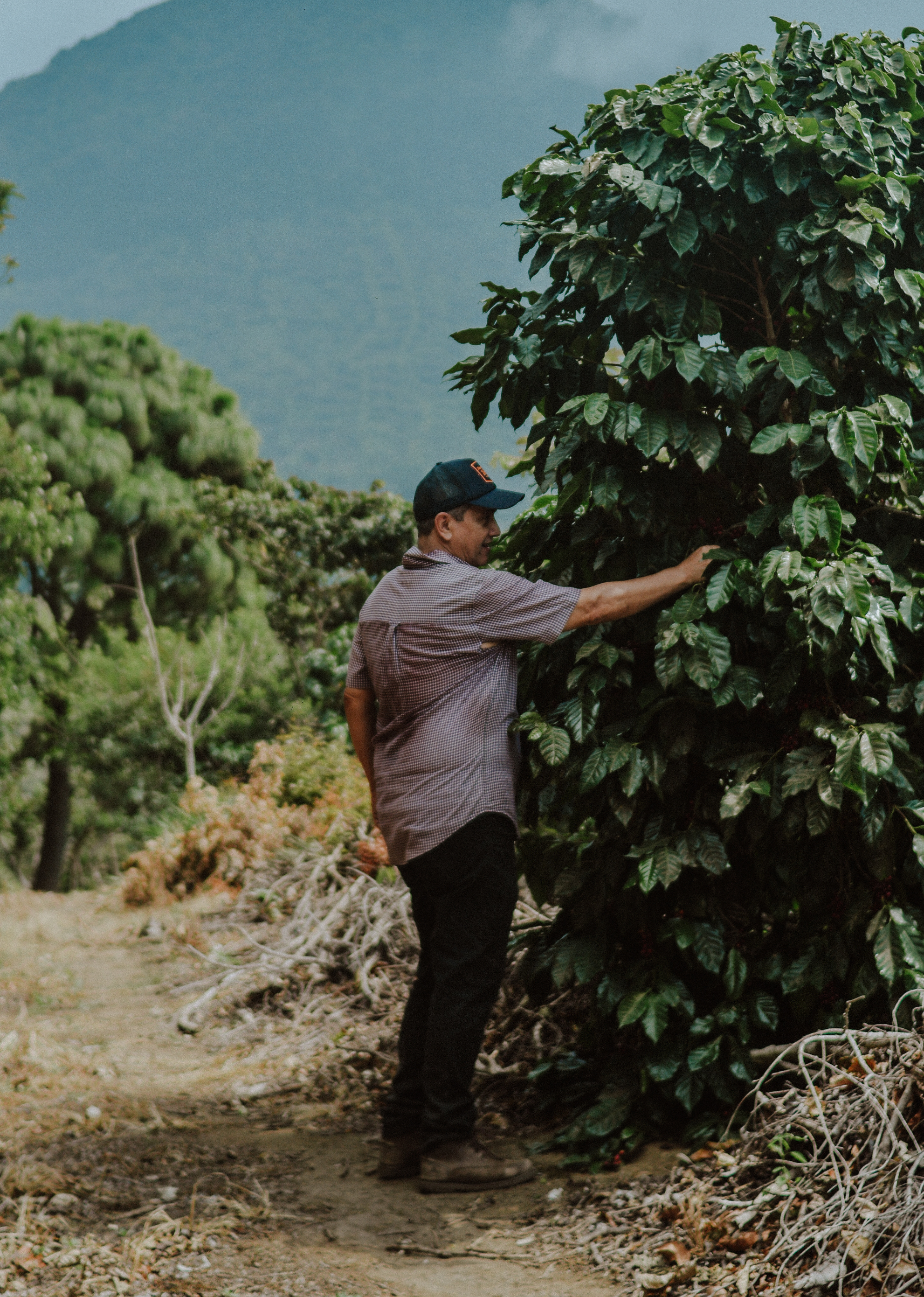 Pacamara