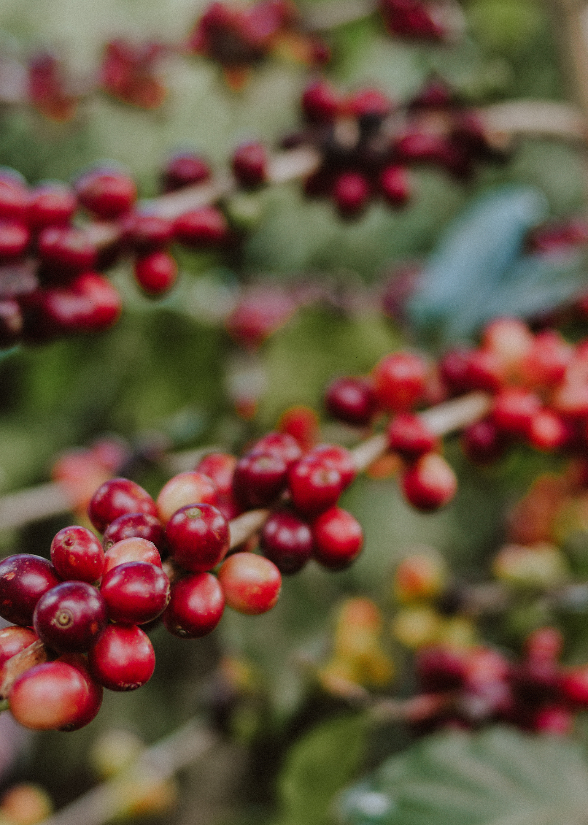 Pacamara