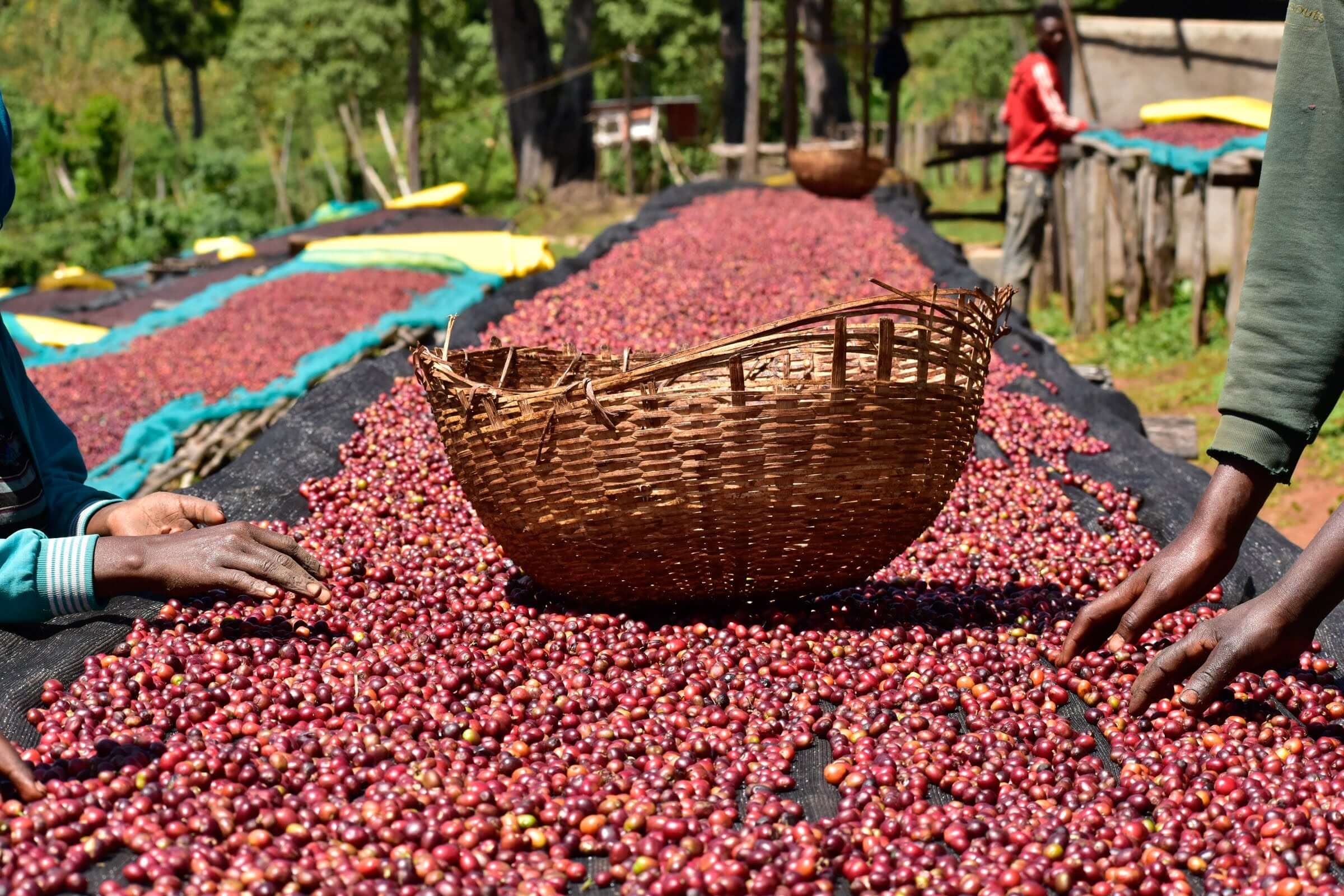 Cerezas de café secándose al sol sobre camas elevadas cubiertas con malla negra. En el centro, una canasta tejida vacía; a los lados, manos de personas que trabajan en el proceso de selección. El entorno es verde y montañoso, con árboles y estructuras rústicas al fondo.