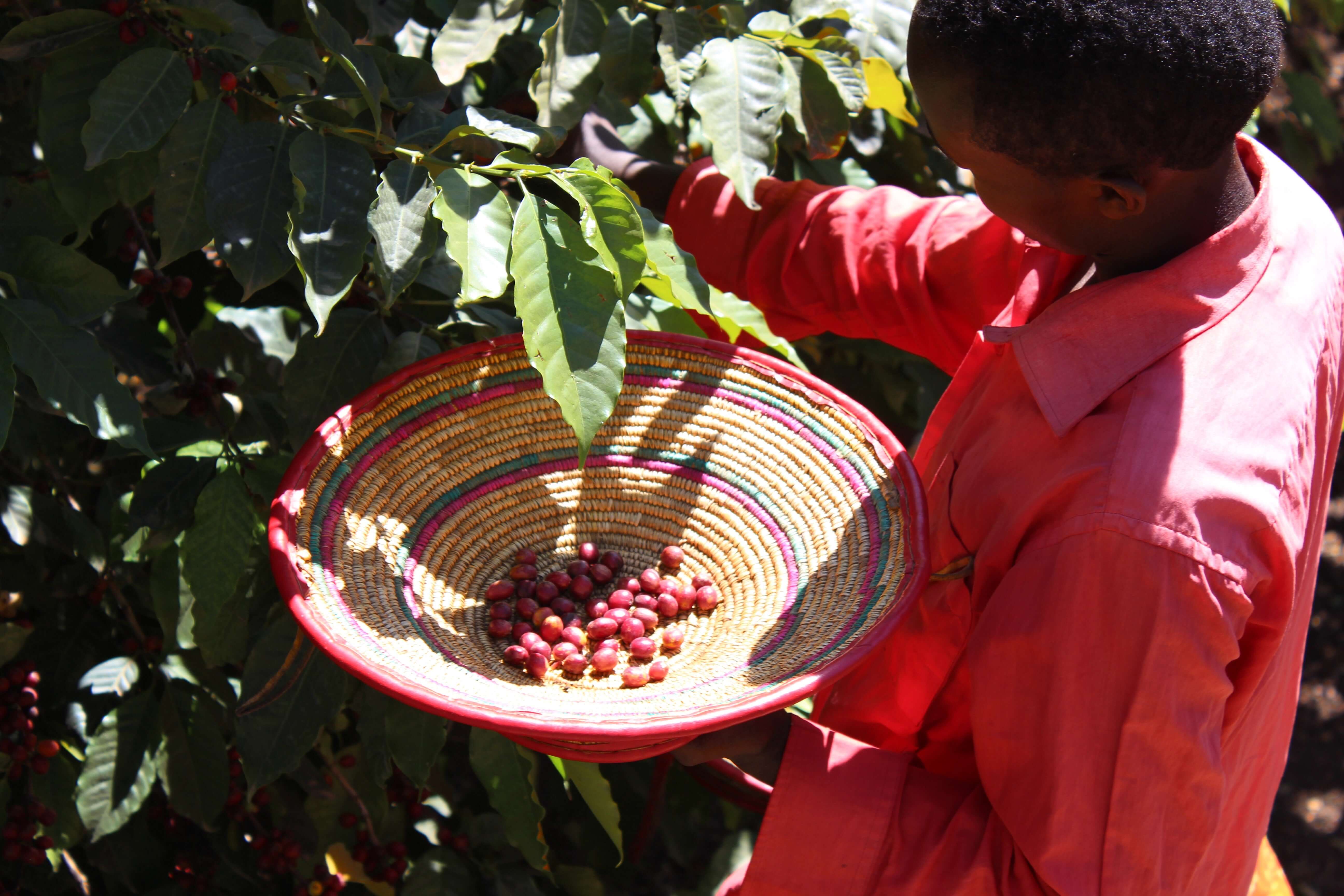 Persona recolectando cerezas de café directamente del árbol. Sostiene una canasta tejida de colores con algunas cerezas rojas en su interior. Viste una prenda de color rojo y se encuentra entre ramas frondosas de café bajo la luz del sol.