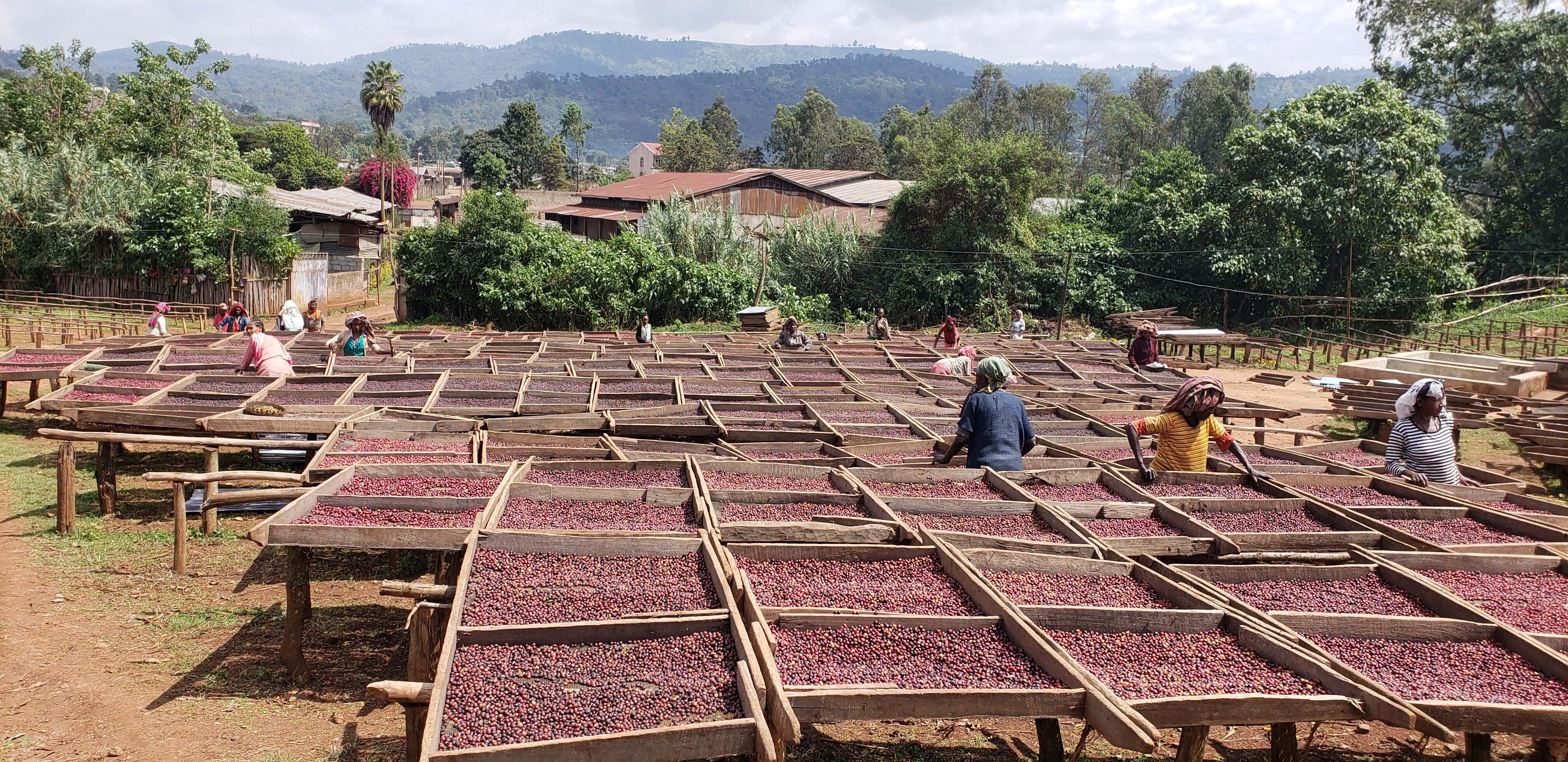 Vista panorámica de mesas elevadas cubiertas con cerezas de café rojas puestas a secar al sol. Varias personas trabajan clasificando o moviendo el café. Al fondo se ven árboles, casas y montañas bajo un cielo parcialmente nublado.