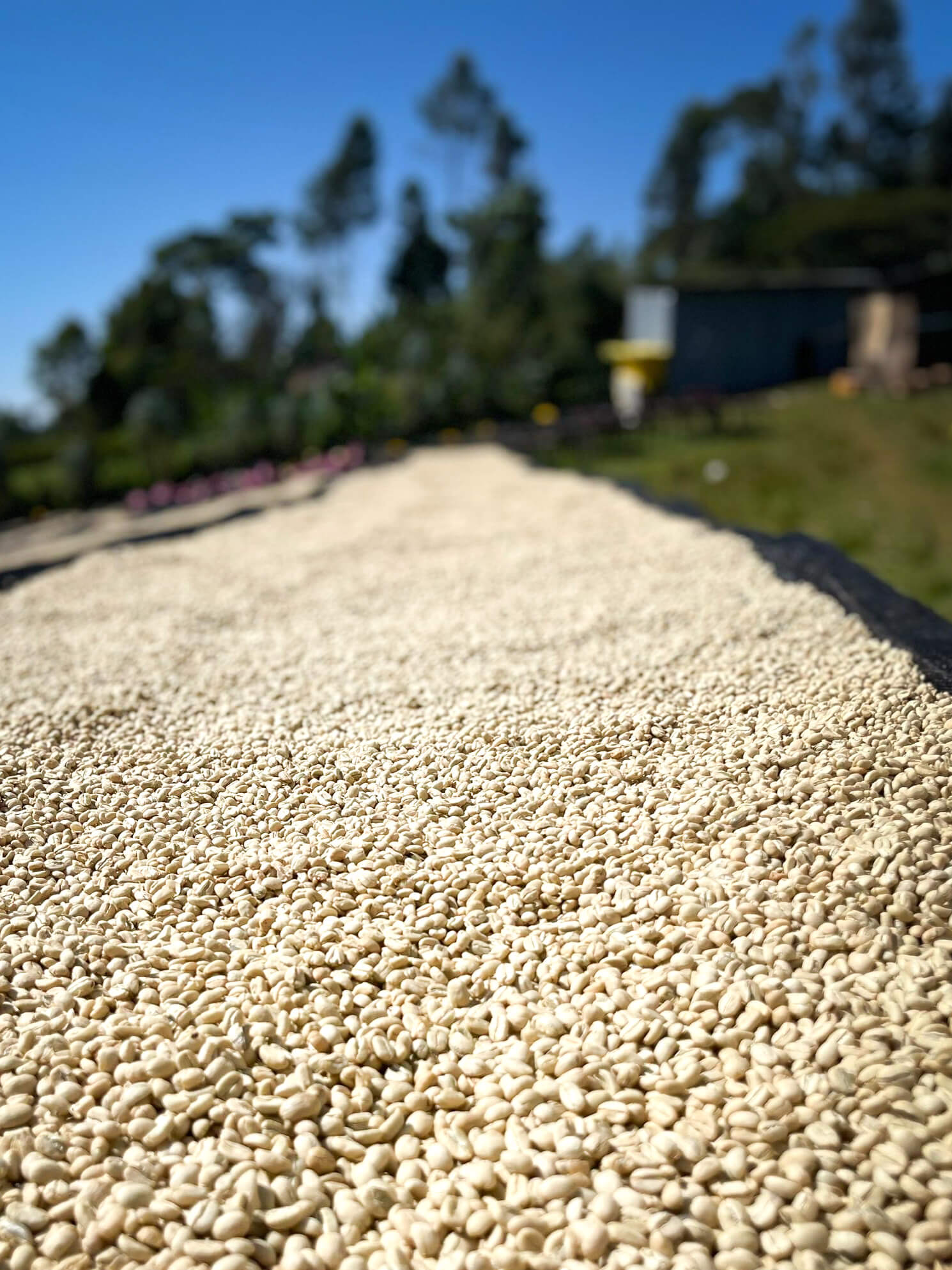 Nomad Coffee