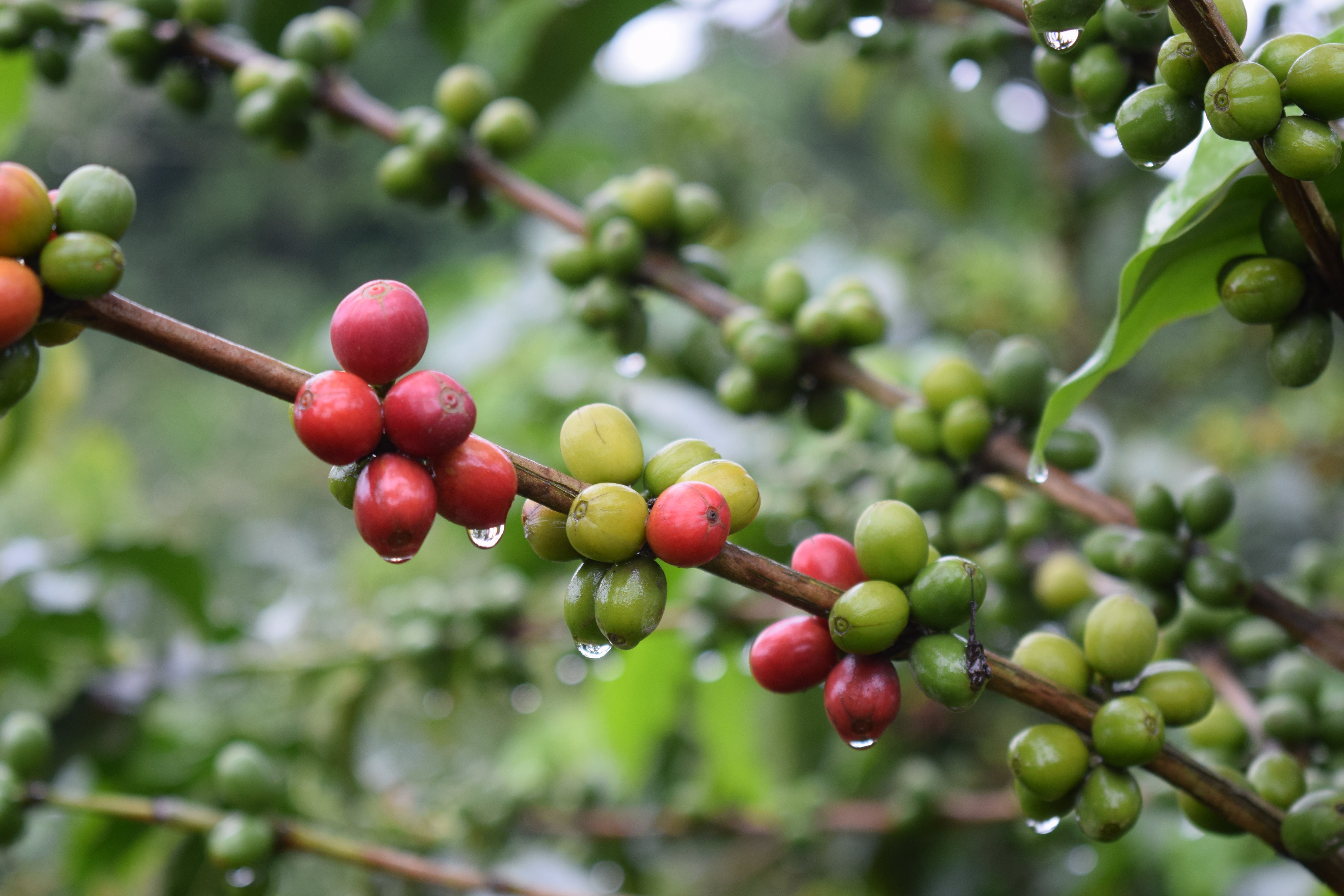 Nomad Coffee