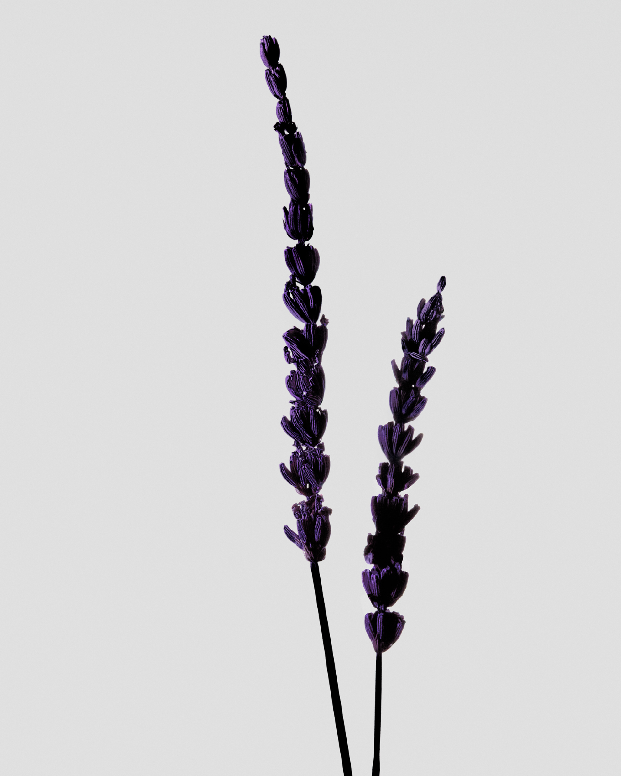 GEISHA - NATURAL