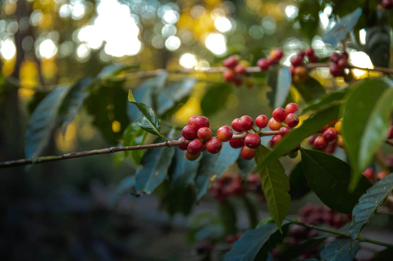 Nomad Coffee