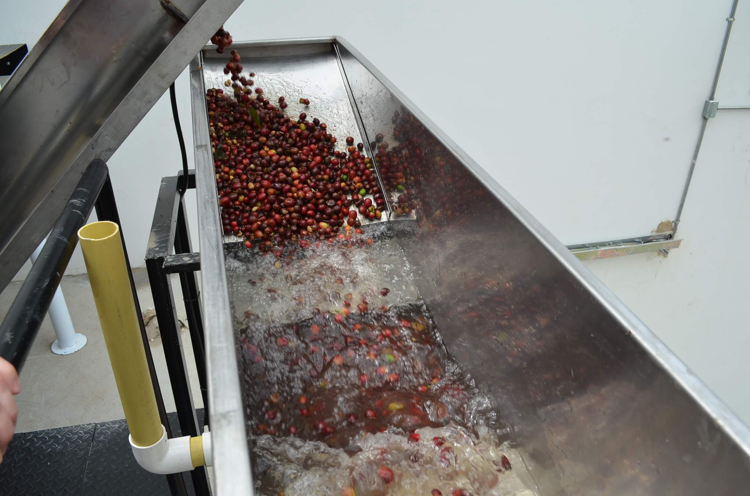 Coffee cherries falling into a water-filled stainless steel flotation trough during the sorting and cleaning process at a wet milling station.