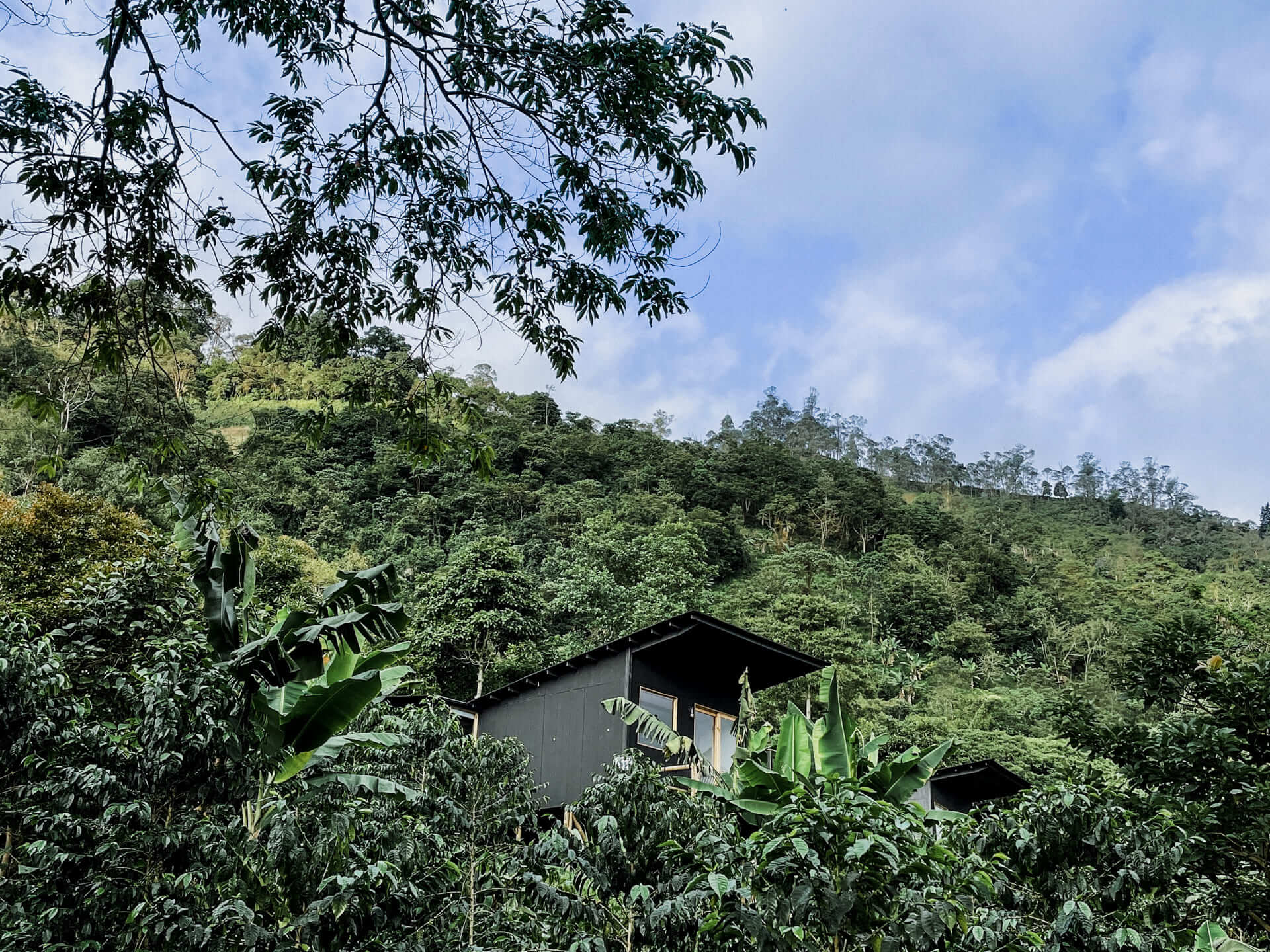 Nomad Coffee