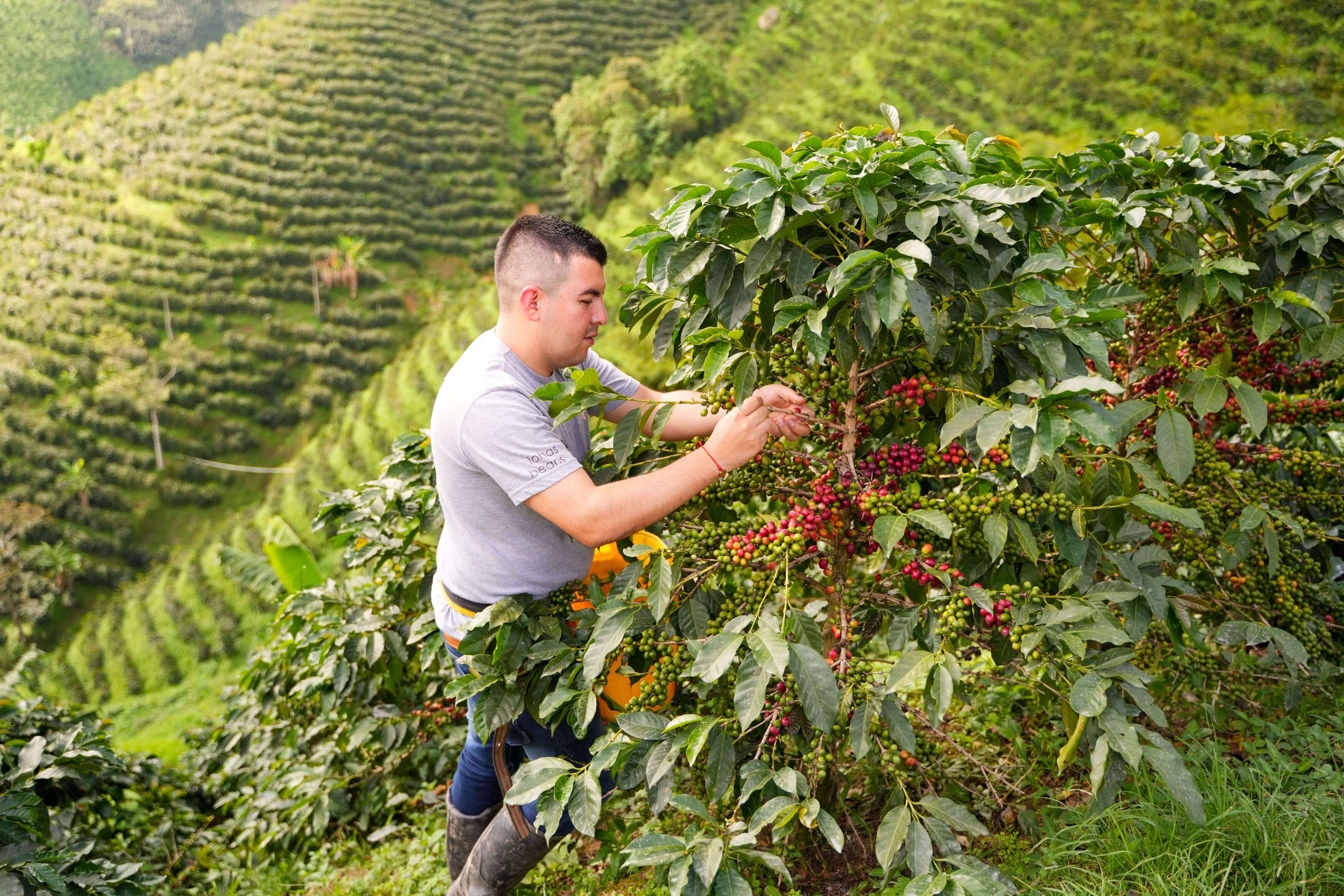 Person picking ripe coffee cherries on a hillside coffee farm, surrounded by vegetation and cultivated terraces in a mountainous area.