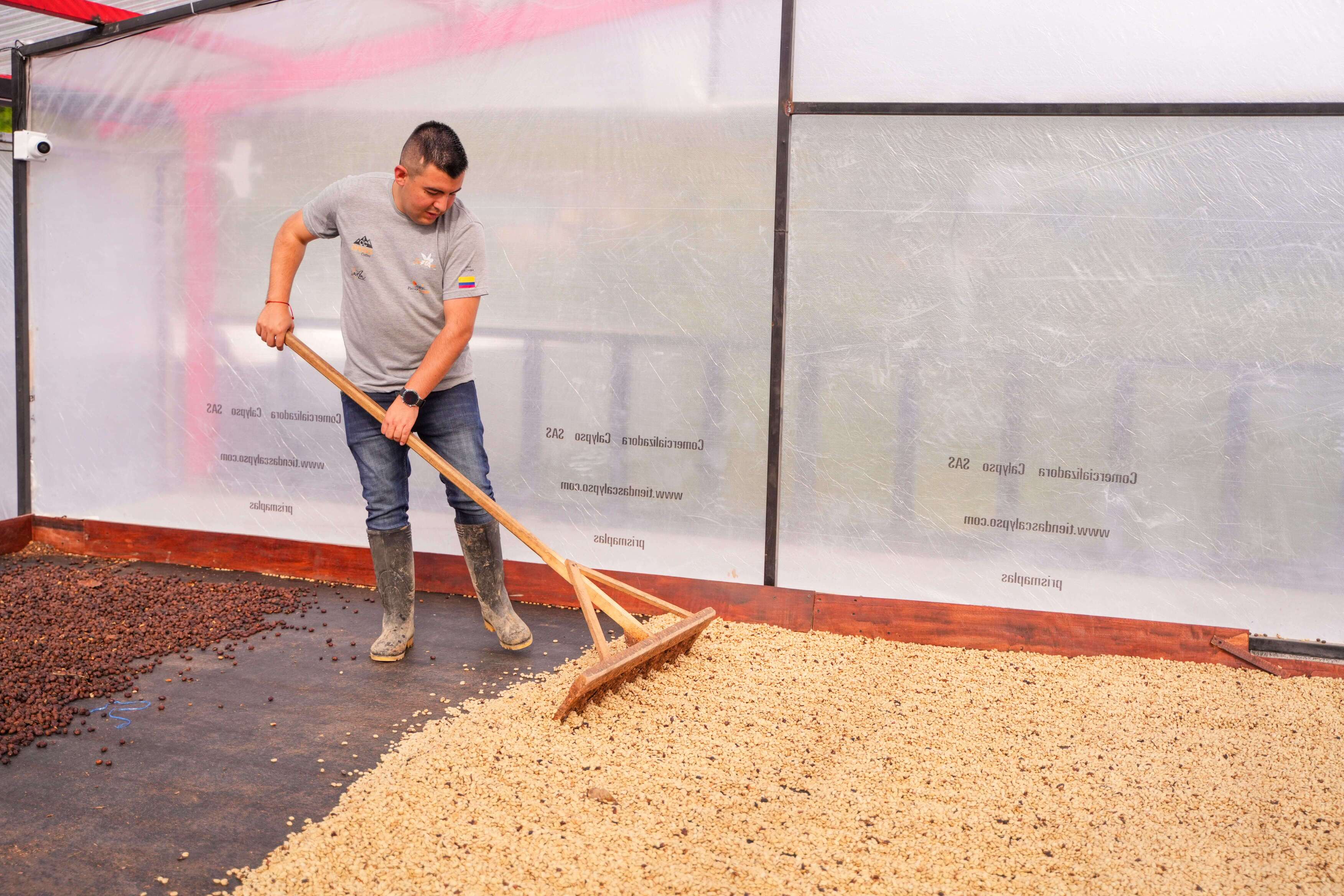 Man spreading coffee beans with a wooden rake on drying beds inside a greenhouse as part of the post-harvest process.