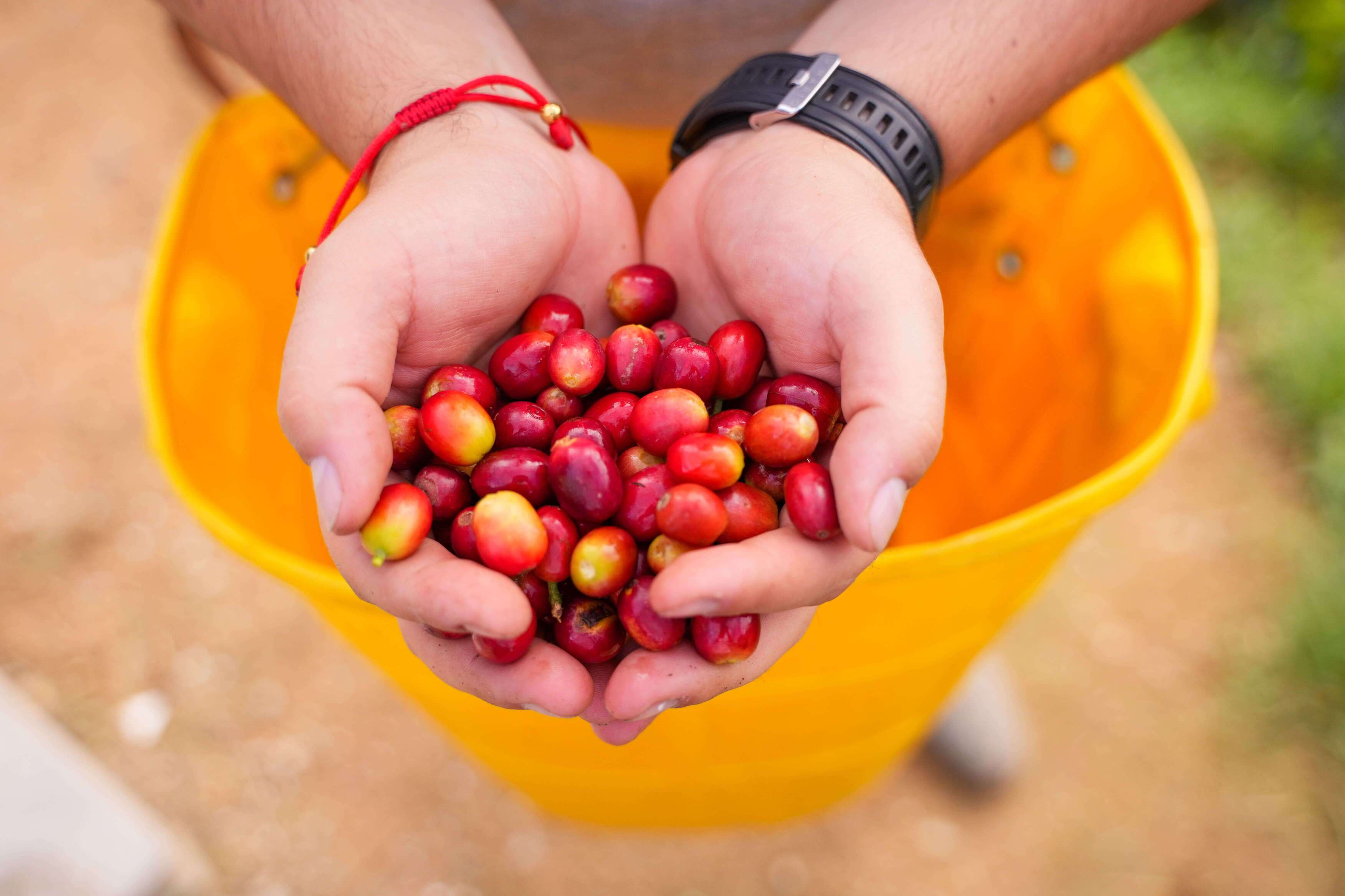 Hands holding freshly picked coffee cherries, with a picker in the background using a yellow bucket hanging at the waist.